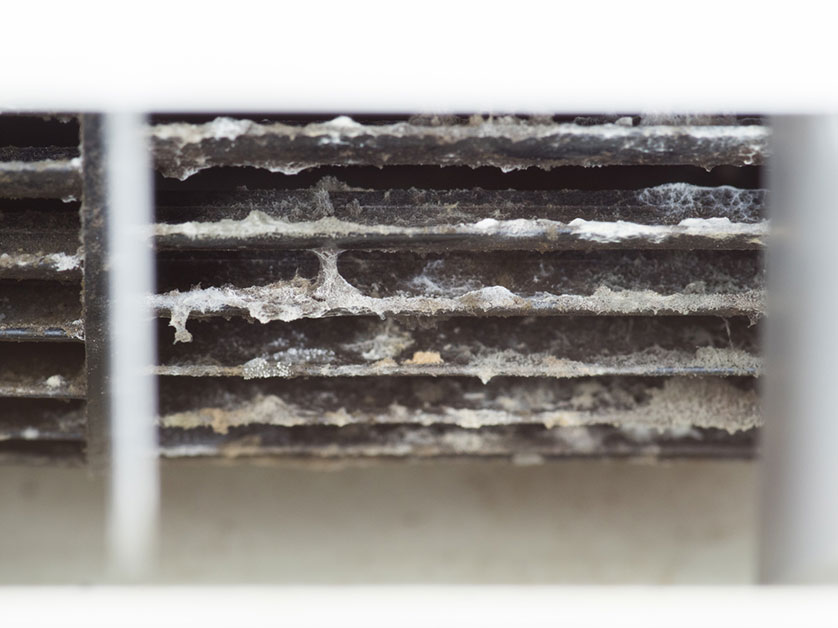 Signs of Black Mold Growth